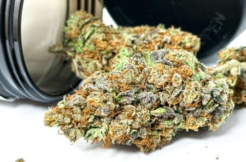 THCA Flower Harnessing the Healing Potential of Raw Cannabis