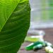 Understanding the Top Kratom for Pain Benefits